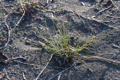 Juncus brachyspathus