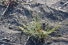 Juncus brachyspathus