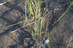 Juncus brachyspathus
