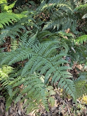 Dryopteris fuscipes