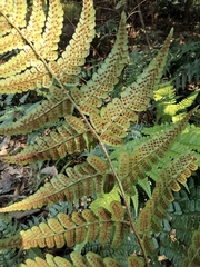 Dryopteris fuscipes