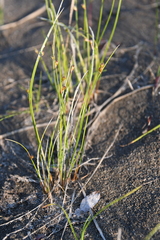 Juncus brachyspathus