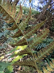 Dryopteris fuscipes