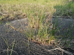 Juncus brachyspathus