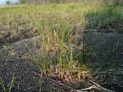 Juncus brachyspathus
