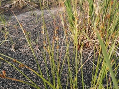 Juncus brachyspathus