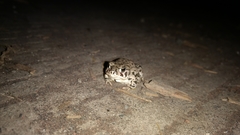 Anaxyrus compactilis