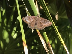 Ephyriades brunnea