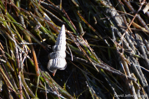 Cerithidea pliculosa, 2020-12-09