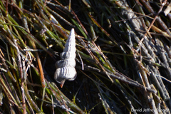 Cerithideopsis scalariformis