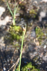 Juncus castaneus leucochlamys