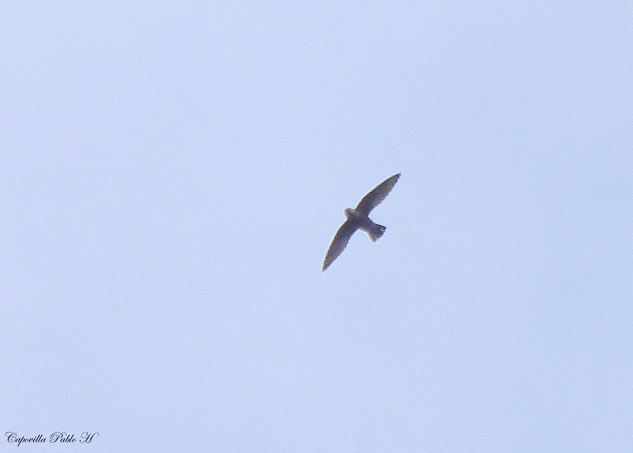 Sick's Swift (Chaetura meridionalis)