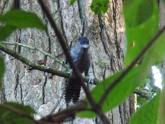 Batara cinerea