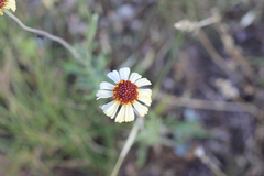 Helenium radiatum