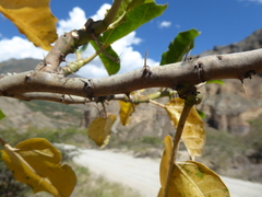 Cnidoscolus basiacanthus
