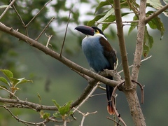 Andigena nigrirostris