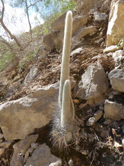 Espostoa blossfeldiorum