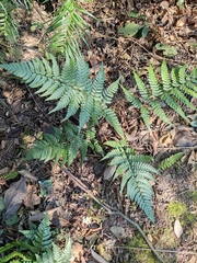 Dryopteris fuscipes