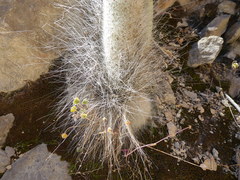 Espostoa blossfeldiorum