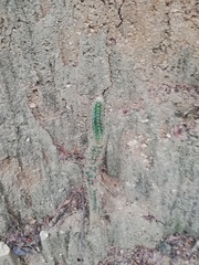 Acanthocereus