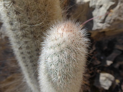 Espostoa blossfeldiorum