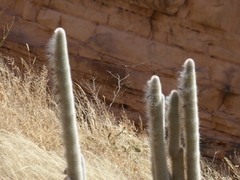 Espostoa blossfeldiorum
