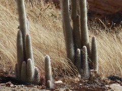 Espostoa blossfeldiorum