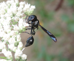 Zethus spinipes spinipes