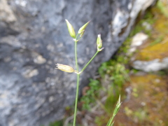 Drymaria stellarioides