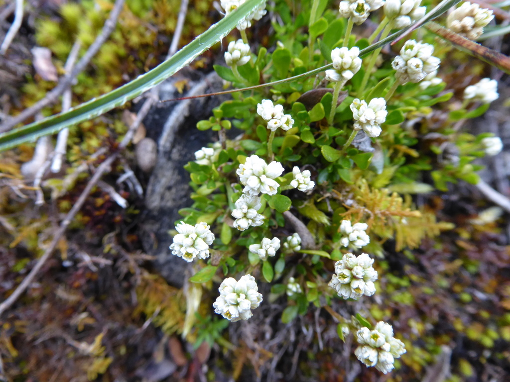 Alternanthera lupulina