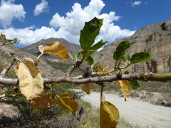 Cnidoscolus basiacanthus
