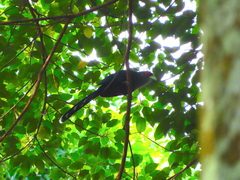 Phaenicophaeus sumatranus