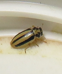Macronaemia episcopalis