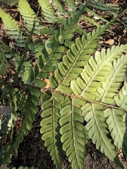 Dryopteris fuscipes