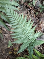 Dryopteris fuscipes