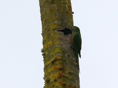 Leptosittaca branickii