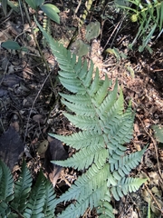 Dryopteris fuscipes