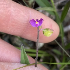 Asemeia violacea