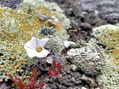 Convolvulus verecundus