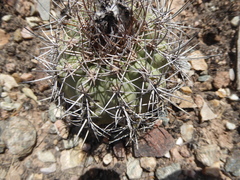 Matucana oreodoxa