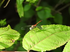 Sympetrum ambiguum