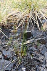 Juncus longirostris