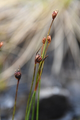 Juncus longirostris