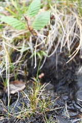 Juncus longirostris