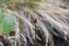 Juncus longirostris