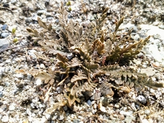 Lepidium solandri