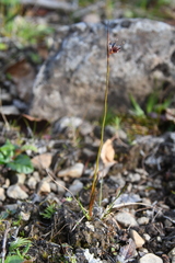 Juncus longirostris