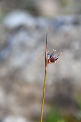Juncus longirostris