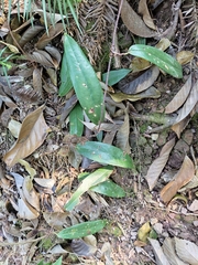 Smilax glabra