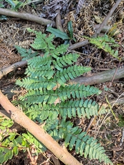 Dryopteris fuscipes